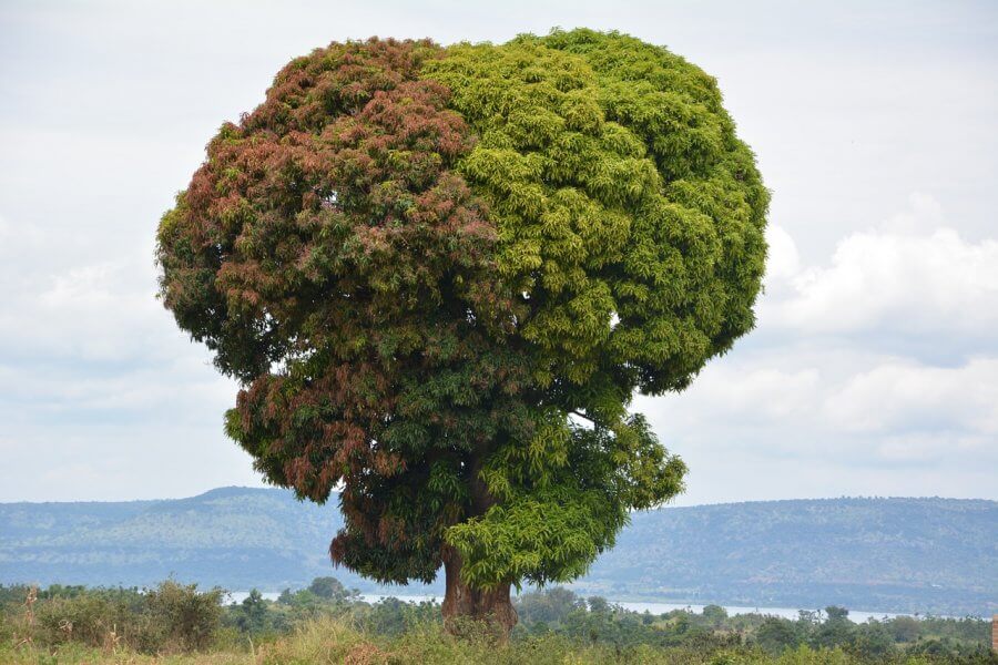 Растительность Танзании
